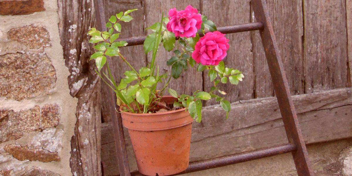 Cultiver un rosier en pot : astuces pour un jardin de terrasse florissant