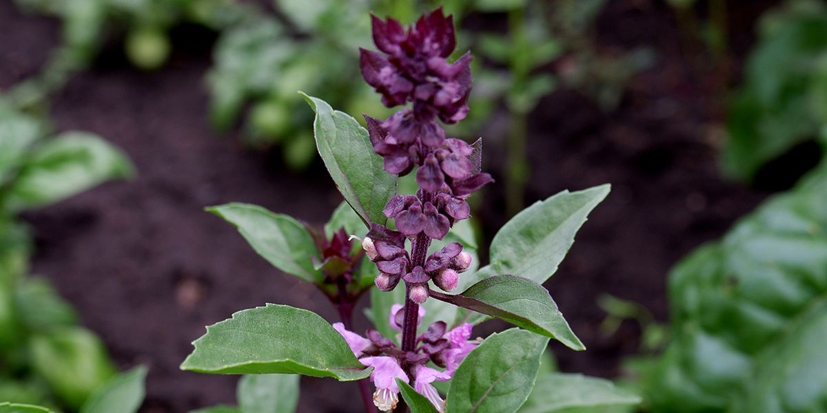 Le basilic thaï : une herbe aux saveurs envoûtantes