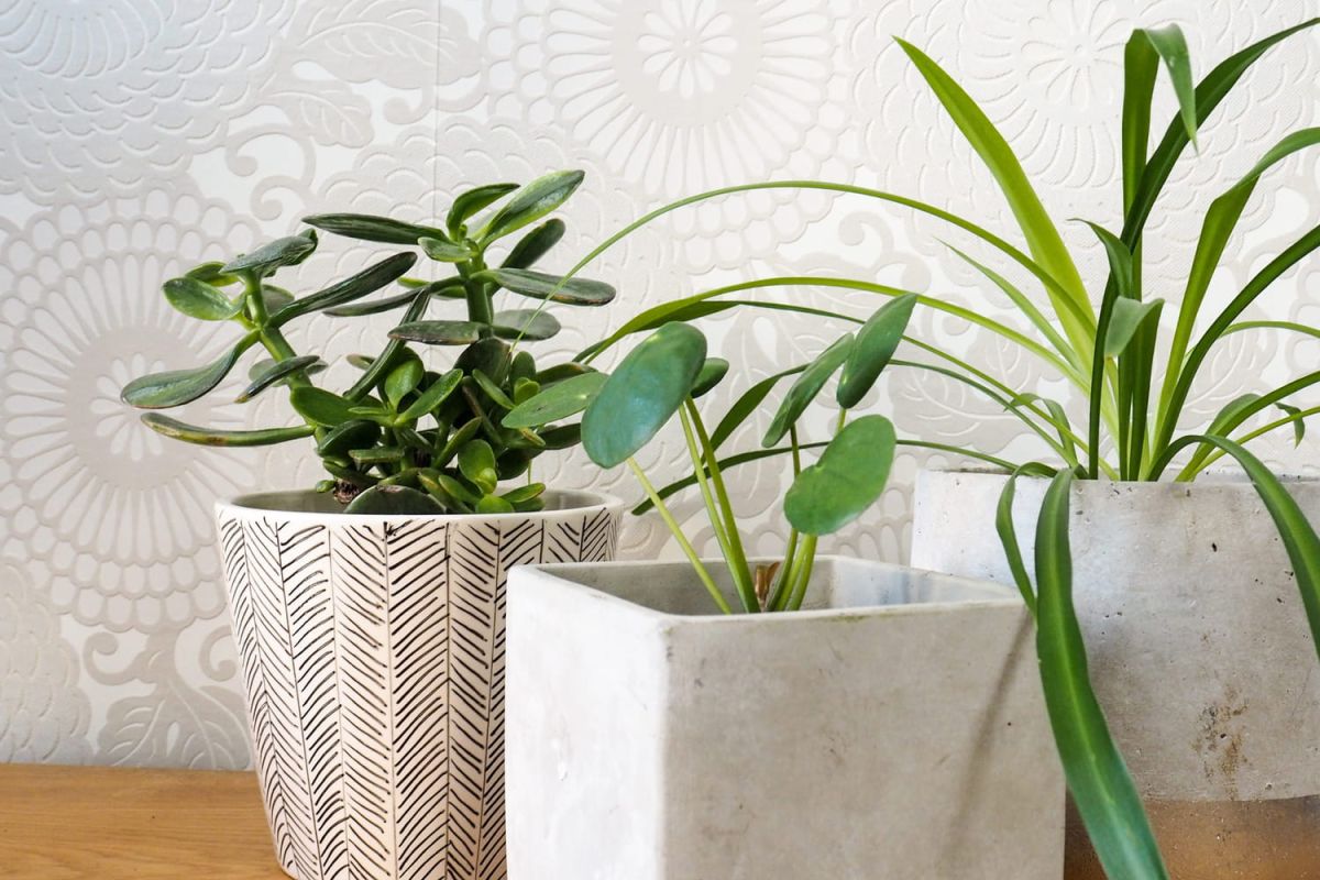 la plante qui pourrait transformer votre vie financière