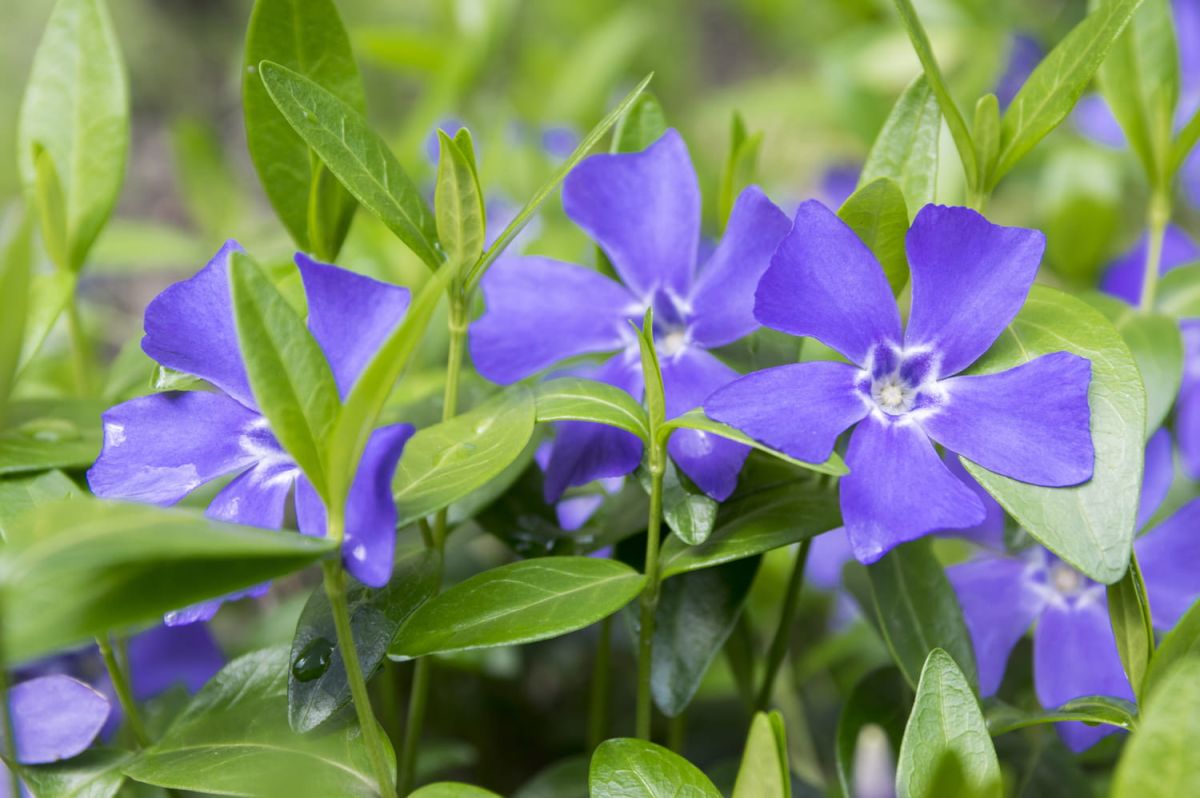 La pervenche, plante incontournable pour un jardin aux mille couleurs
