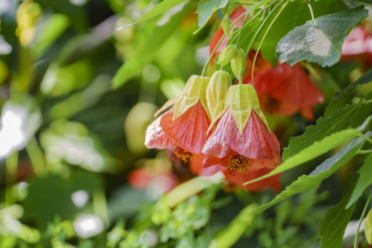 abutilon : plantation, exposition et hivernage de la lanterne chinoise