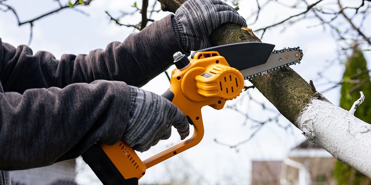 l'élagage des arbres : 5 espèces à tailler cet automne avec précaution
