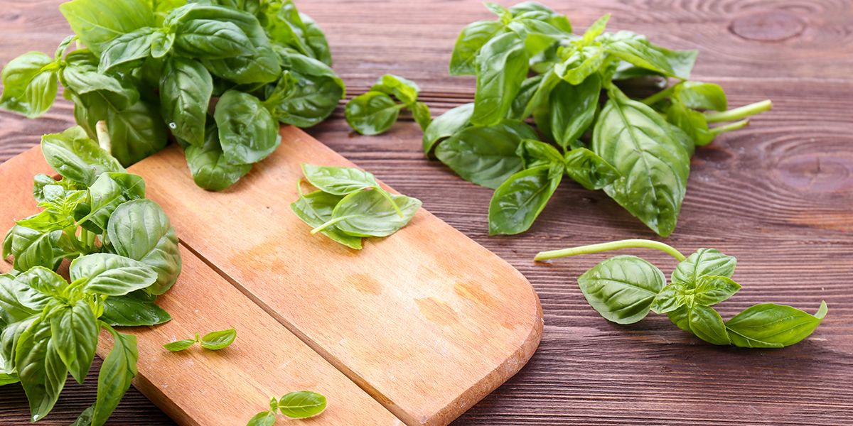 Le guide essentiel pour récolter et conserver le basilic