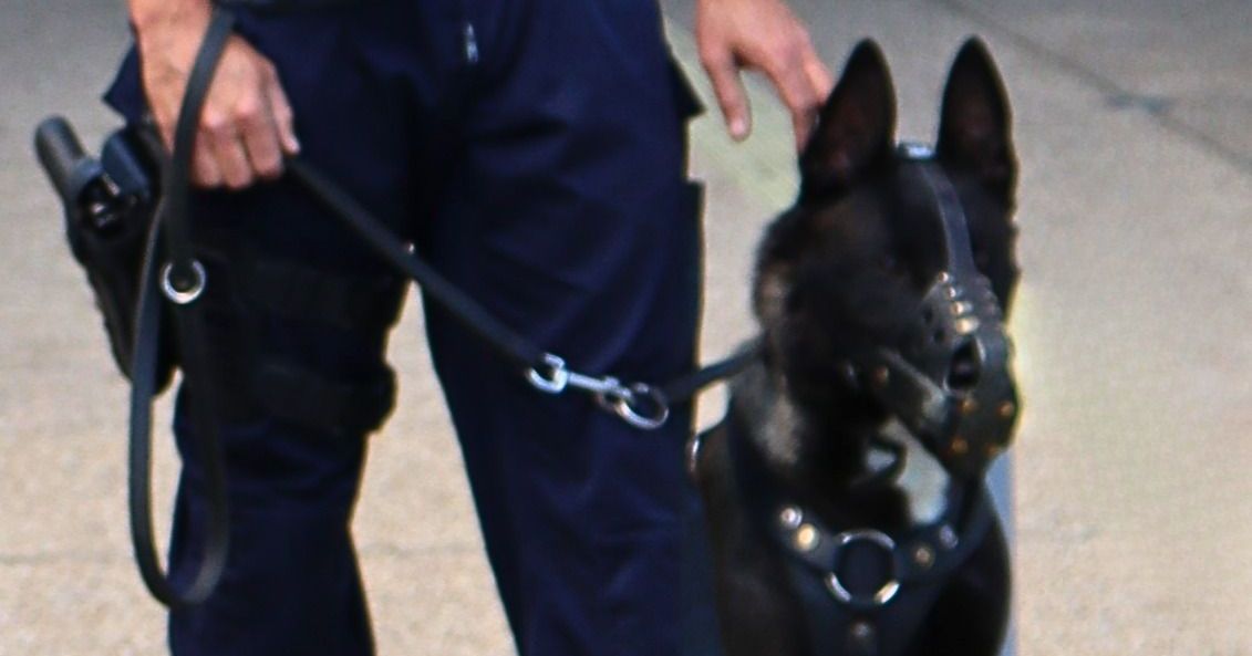 Un acte de violence inattendu vise Jim, le chien policier à Nîmes