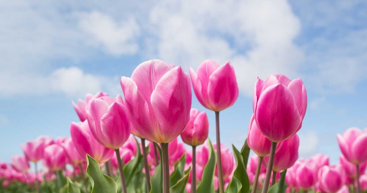 La tulipe : origine, plantation, symbolique