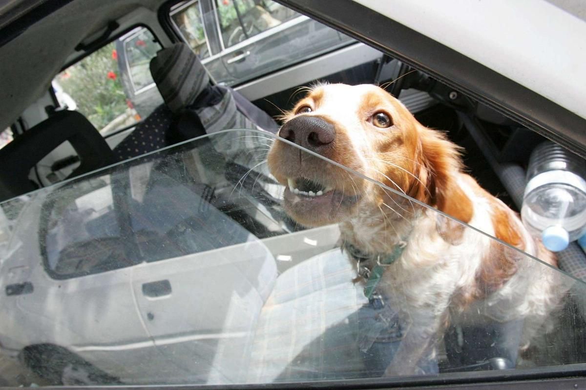 À Saint-Jean-de-Luz, un chien abandonné dans un coffre : les autorités interviennent