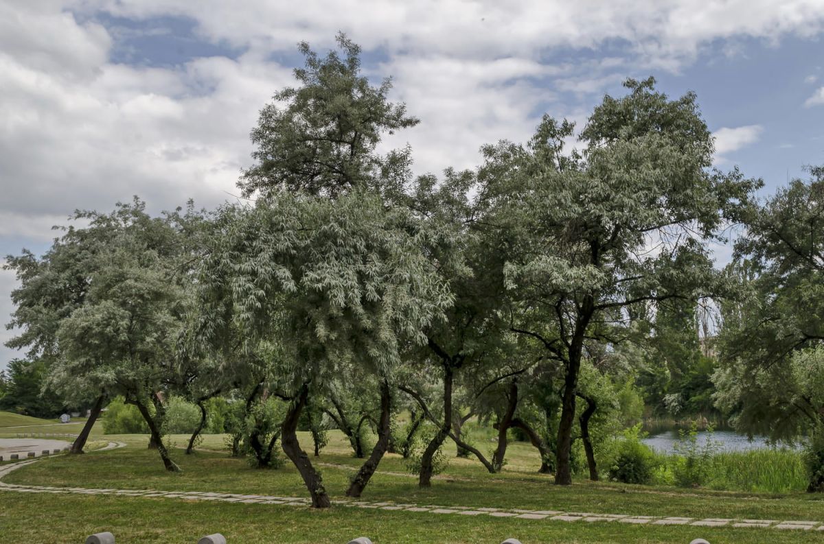 Tout savoir sur le saule : plantation, entretien et variétés