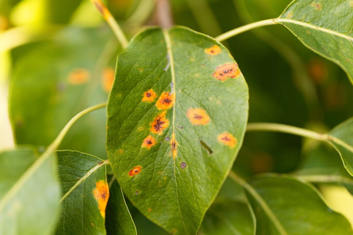 Comment lutter efficacement contre la rouille des plantes