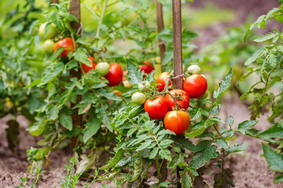 Un geste simple pour des tomates éclatantes tout l'été