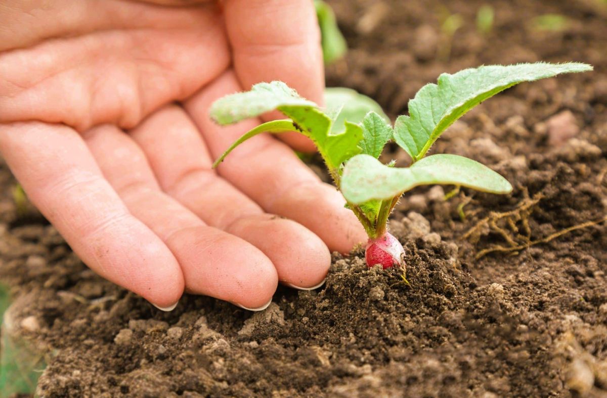 jardinage : ce que vous pouvez encore planter en juin pour un potager florissant