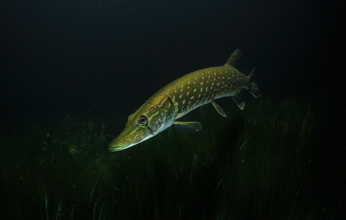 Une fillette mordue par un brochet lors d'une baignade en famille