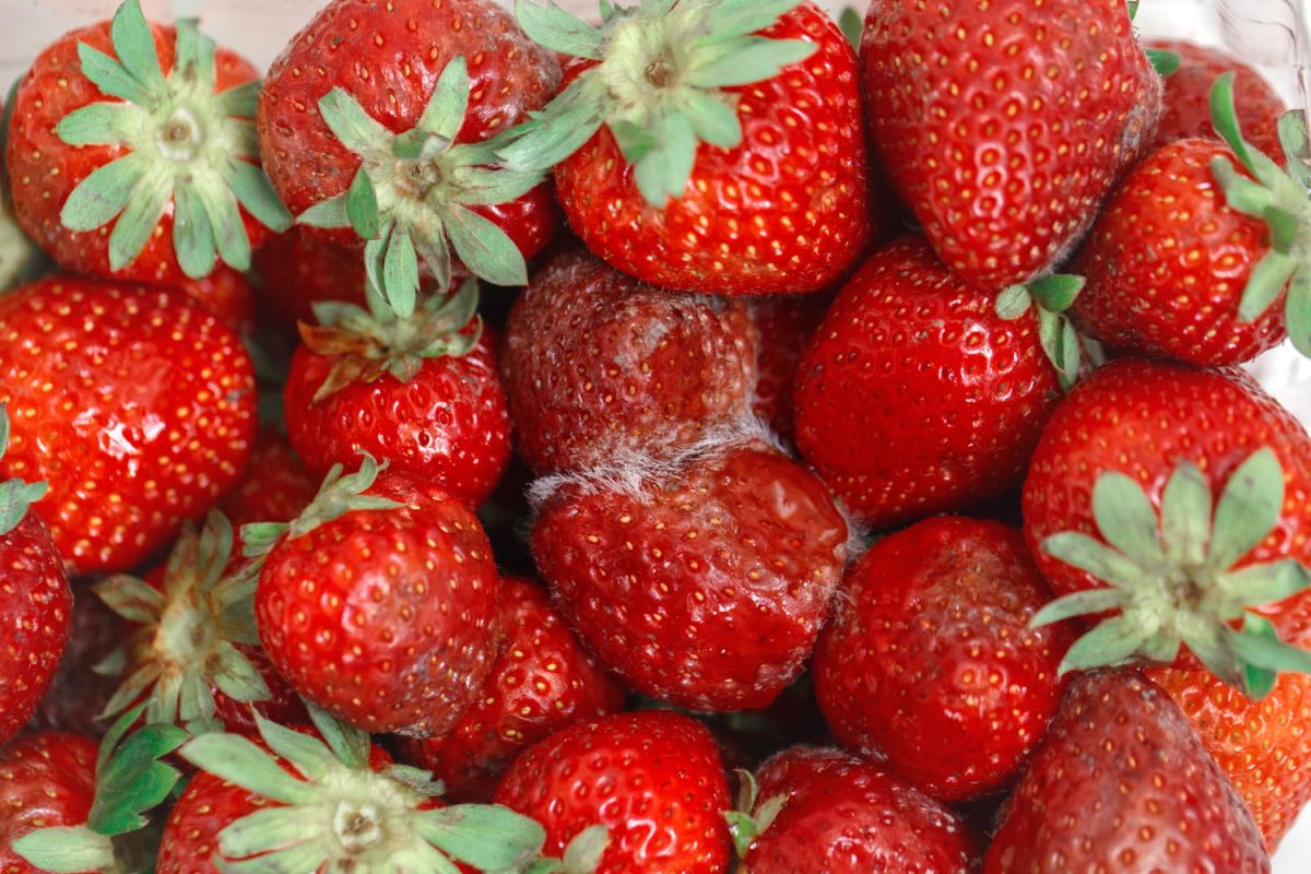 les secrets pour des fraises toujours fraîches