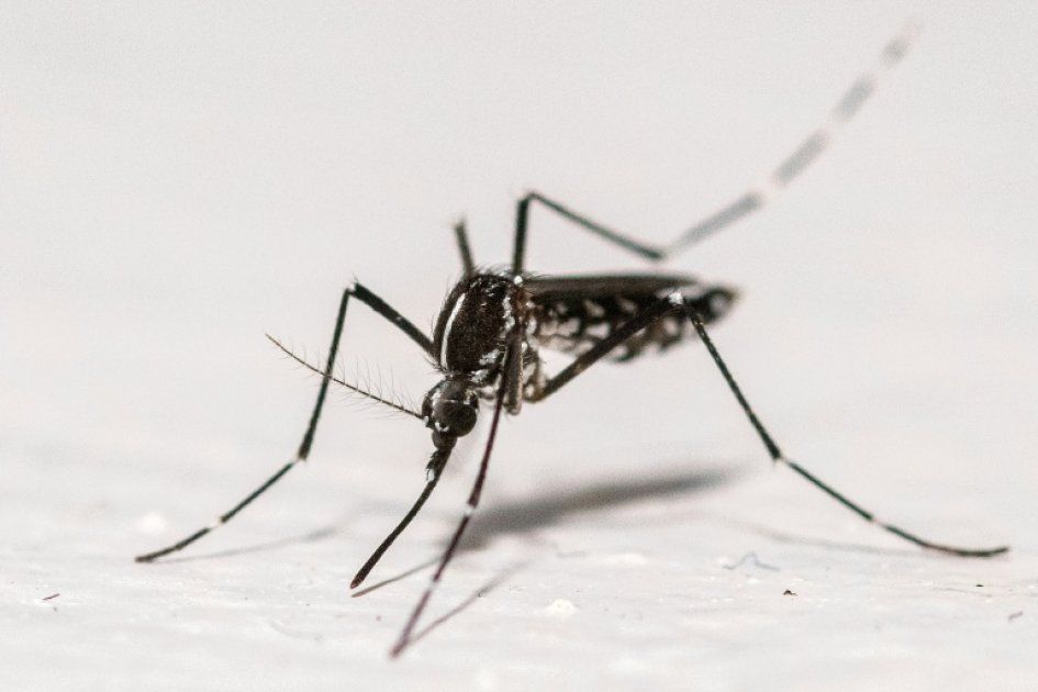 Sri Lanka mobilise des militaires pour lutter contre l'épidémie de dengue