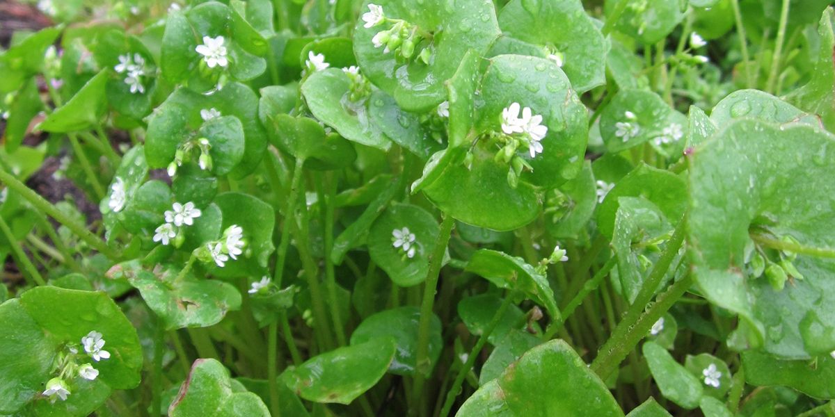 Claytone de Cuba (Claytonia perfoliata), le pourpier d'hiver