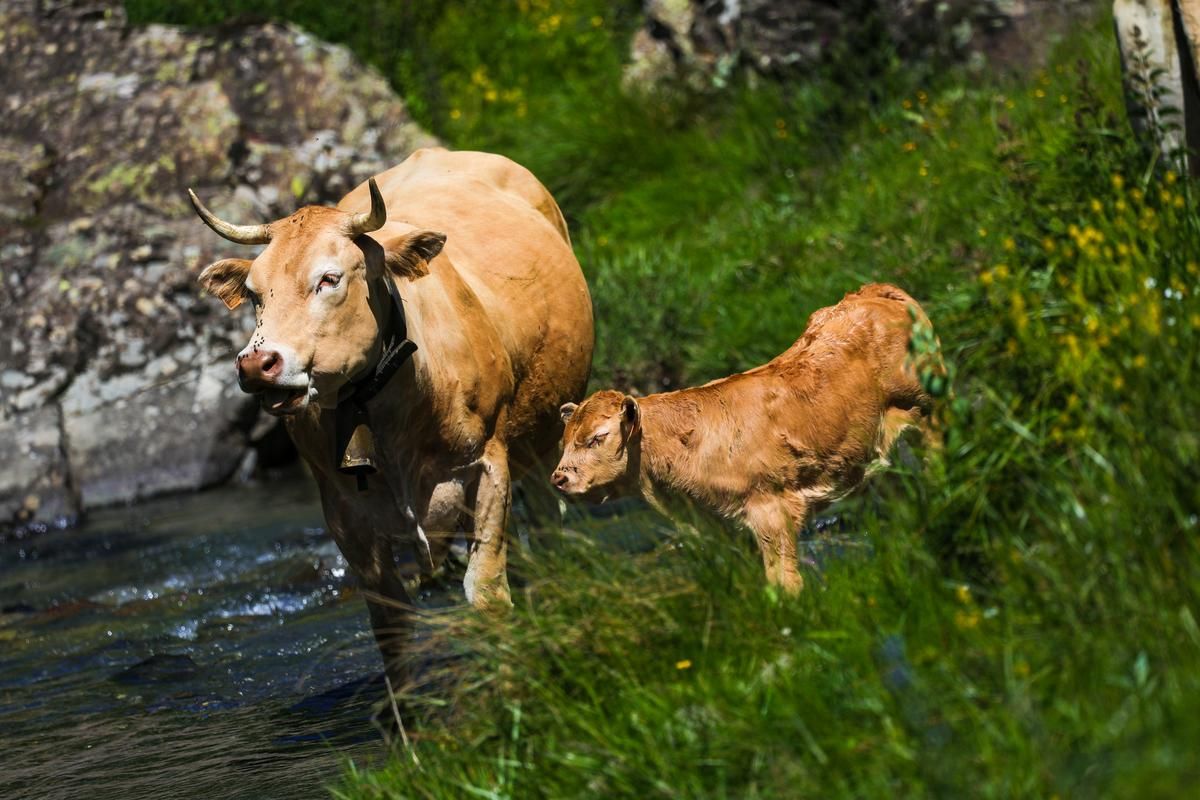 Canicule : une souffrance partagée pour les animaux d'élevage