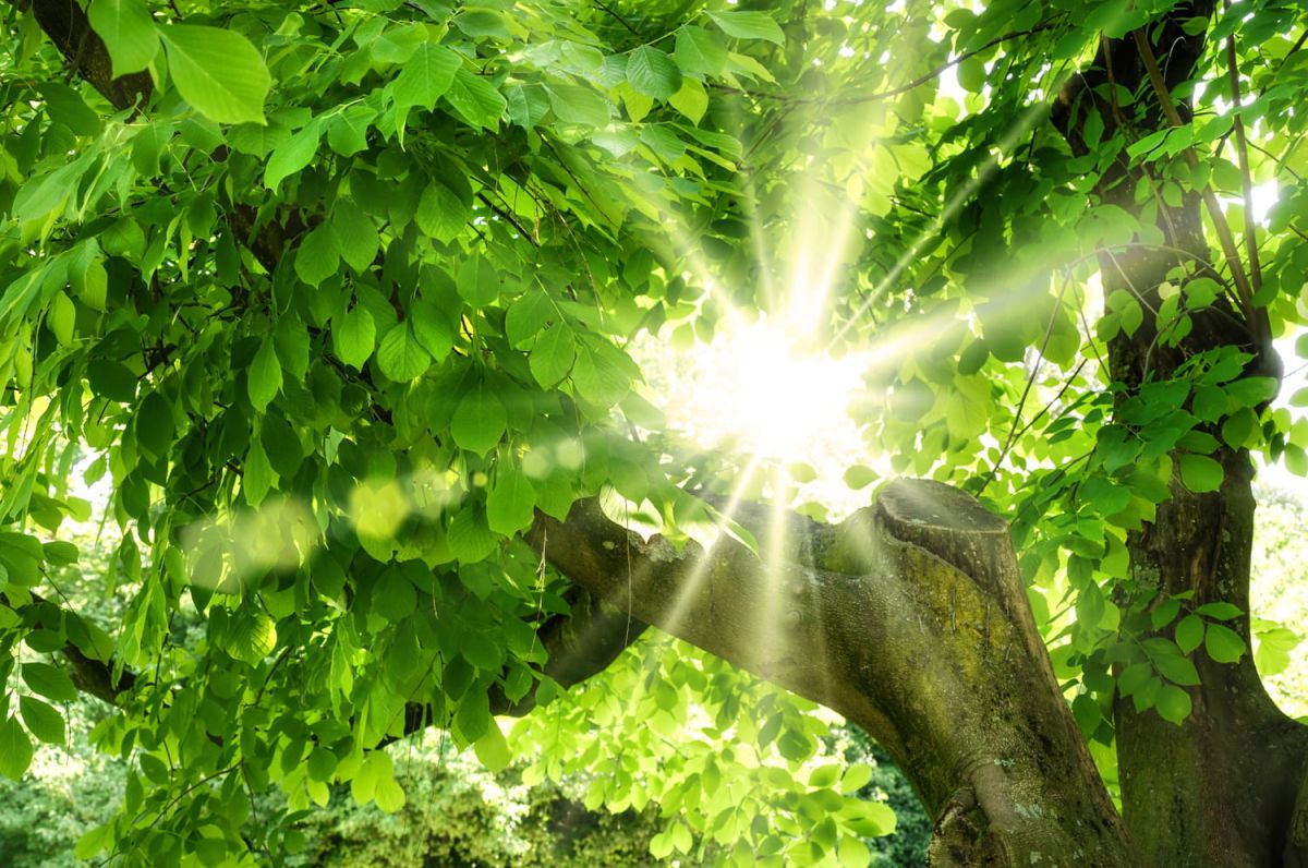 Hêtre : plantation, en haie, reconnaître le Fagus sylvatica