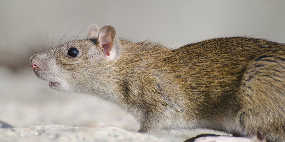 Les stratégies incontournables pour éliminer les rats de votre maison