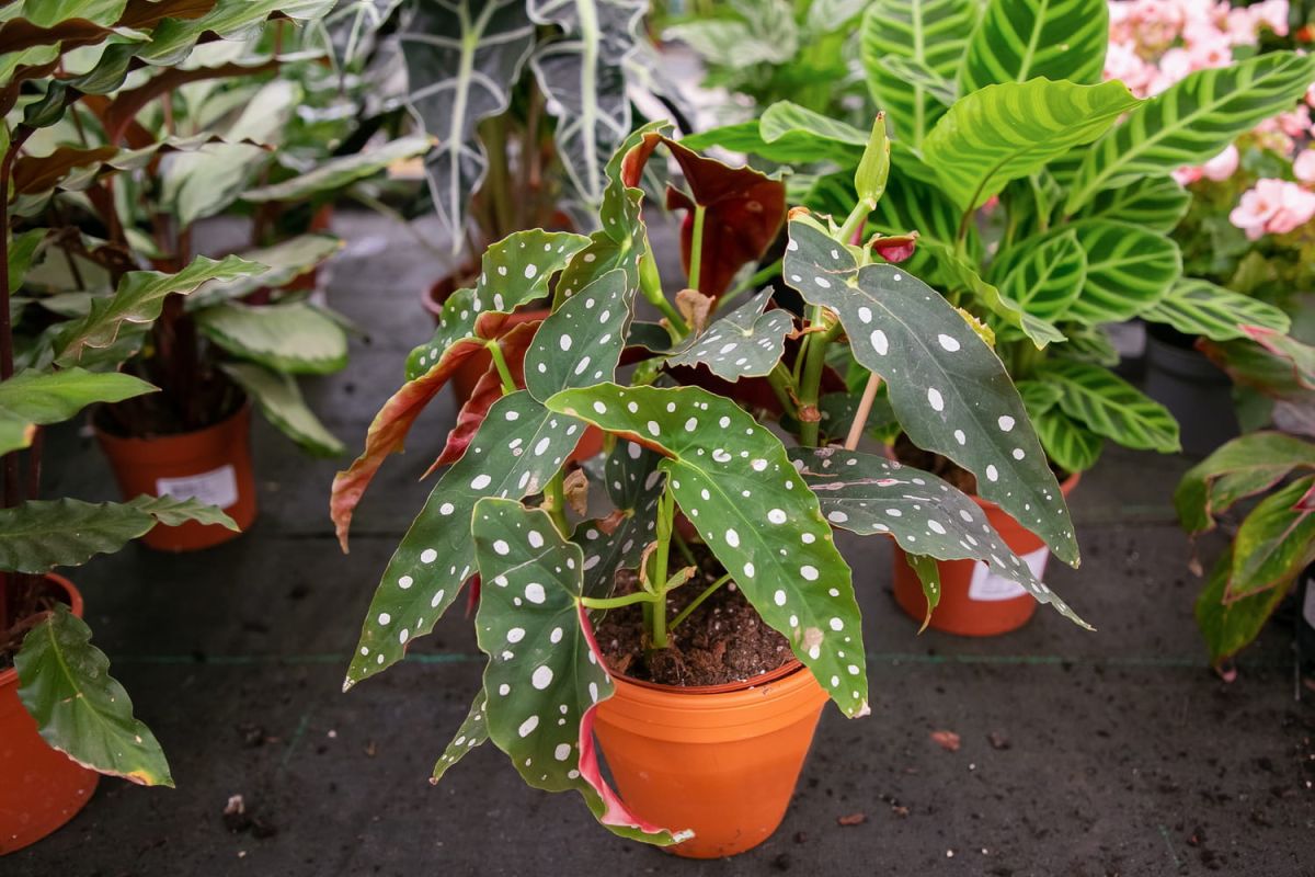 Begonia maculata : culture, entretien et bouturage du Tamaya