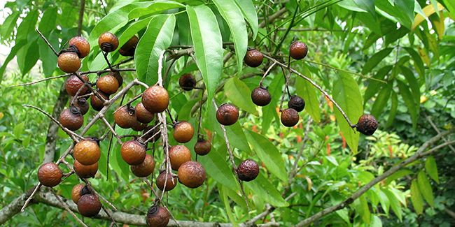 À la découverte de l'arbre à savon : un trésor naturel aux multiples vertus