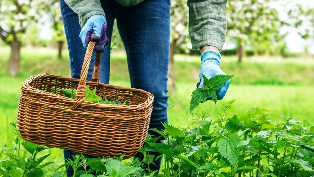 L'ortie : un allié insoupçonné du jardin et de la santé