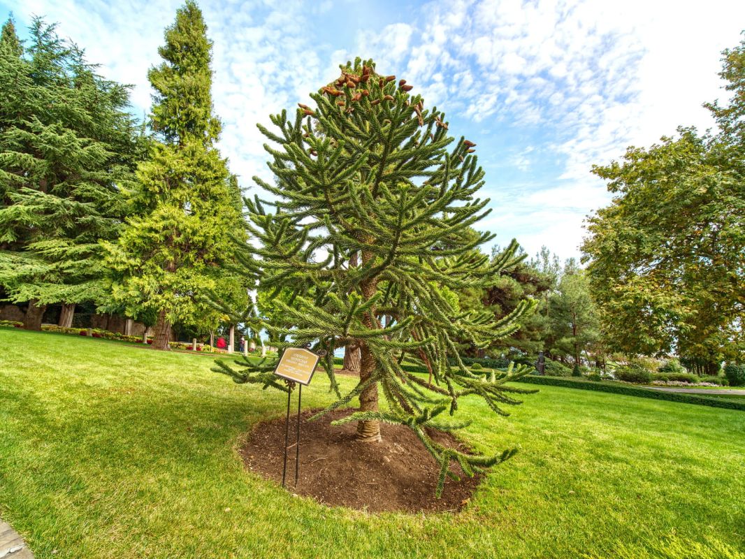 Araucaria : plantation, entretien, fruit comestible
