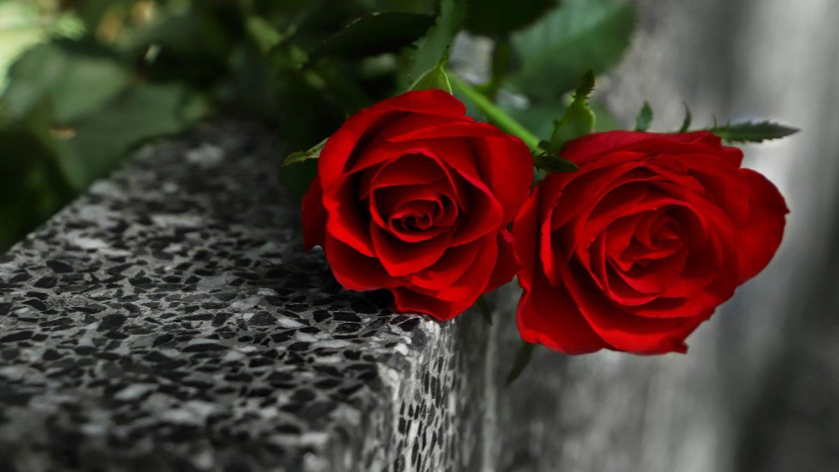 Un homme de 90 ans retrouvé sans vie sur la tombe de sa femme, un hommage quotidien bouleversant