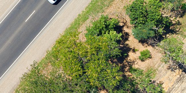 La méthode Miyawaki pour la création de micro-forêts urbaines denses