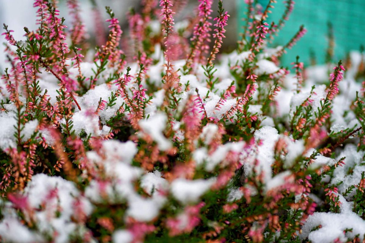 Anticiper les gelées tardives : astuces pour protéger votre jardin