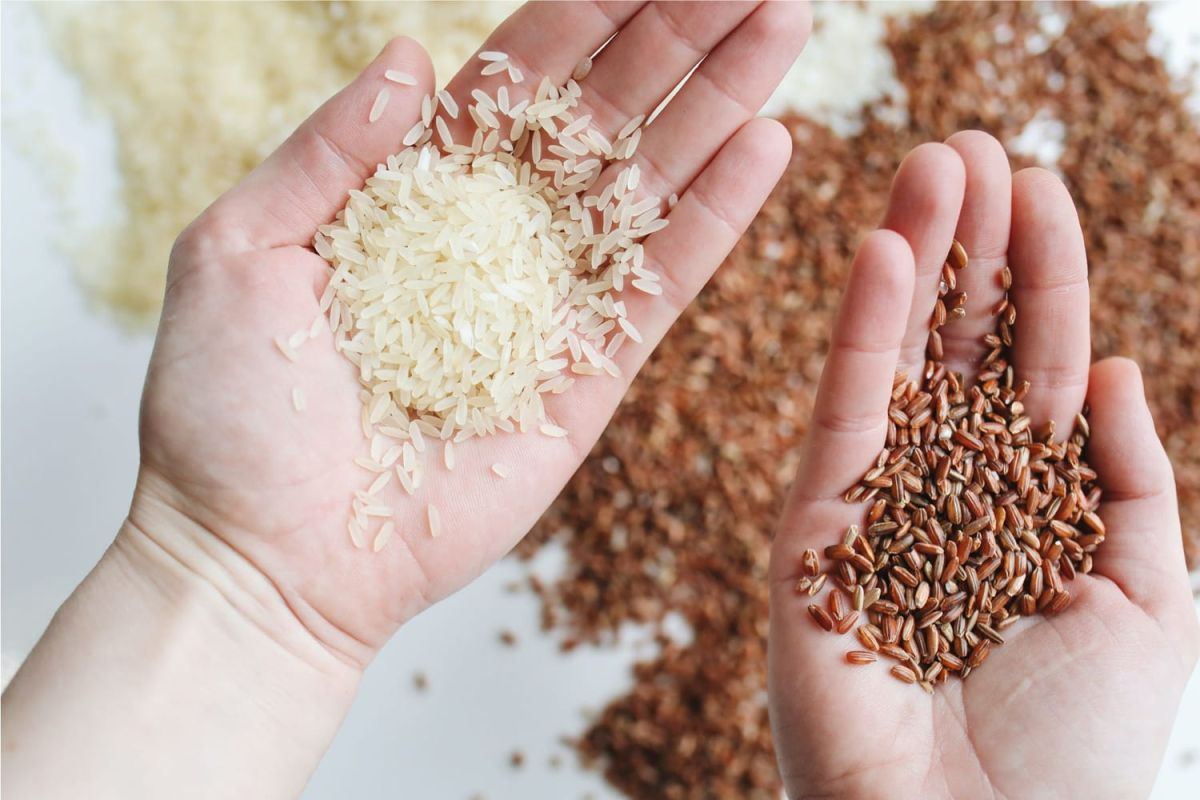 Pénurie de riz : à la recherche des variétés alternatives