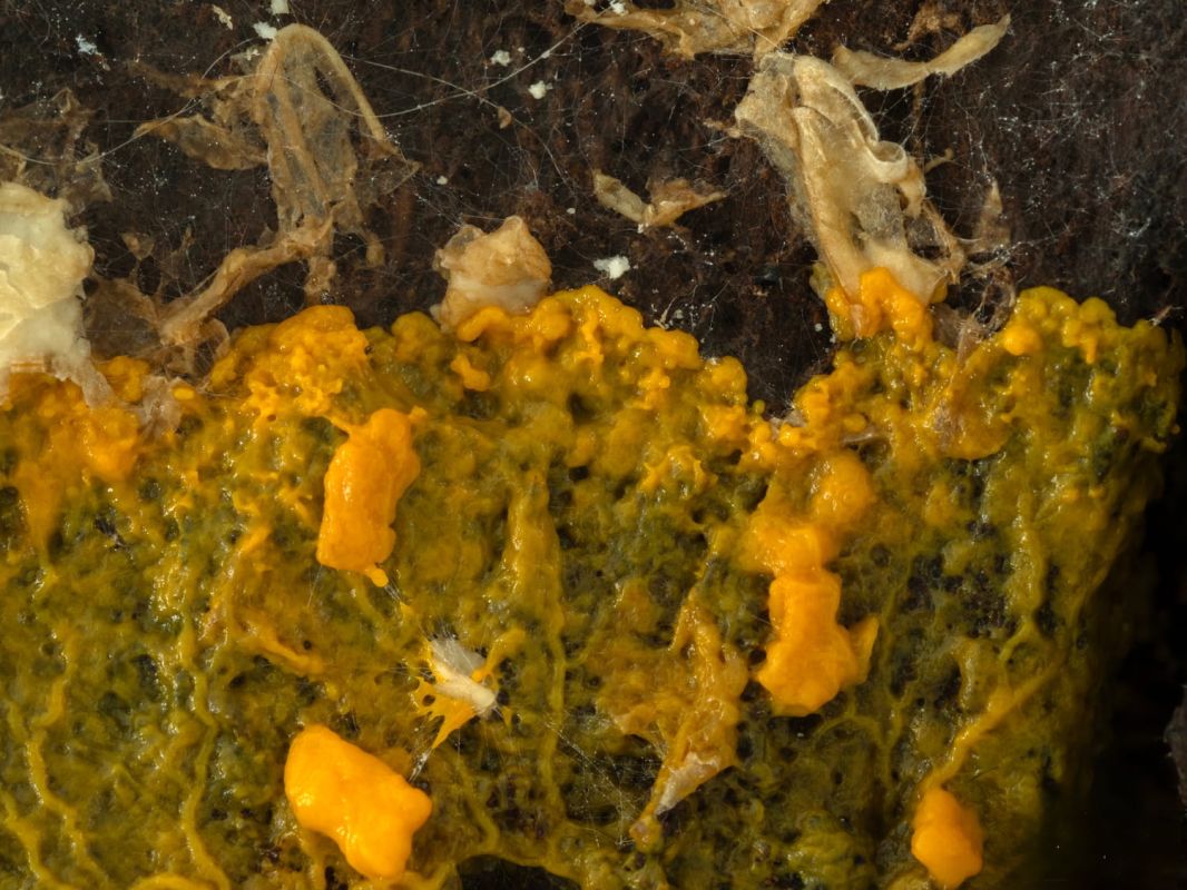 la surprise visqueuse de votre jardin : un phénomène naturel étonnant
