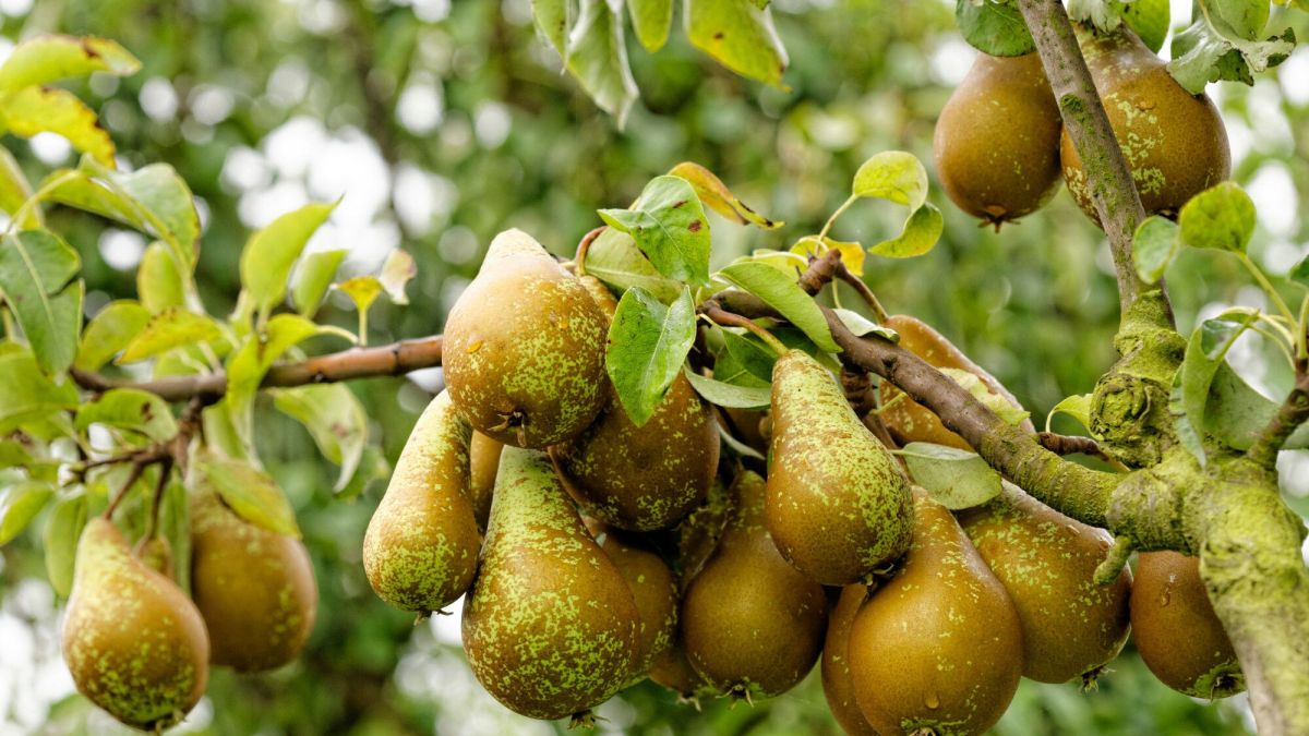 Plantation d'arbres fruitiers : un investissement savoureux