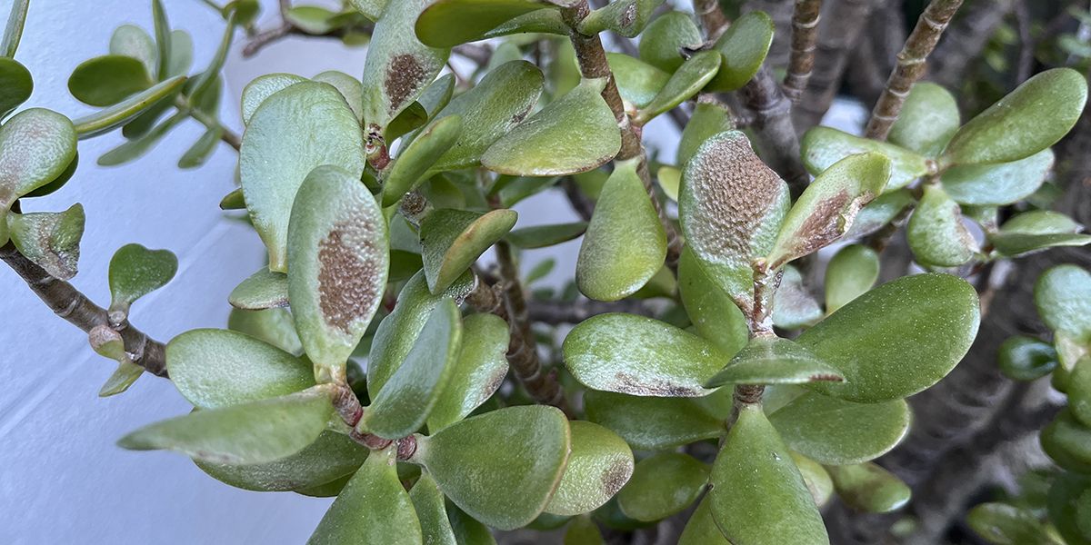 Comment redonner vie à votre arbre de jade après l'hiver ?
