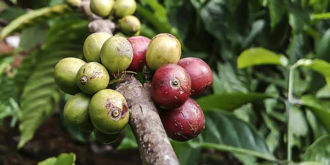 À la découverte du caféier : un arbuste aux mille saveurs
