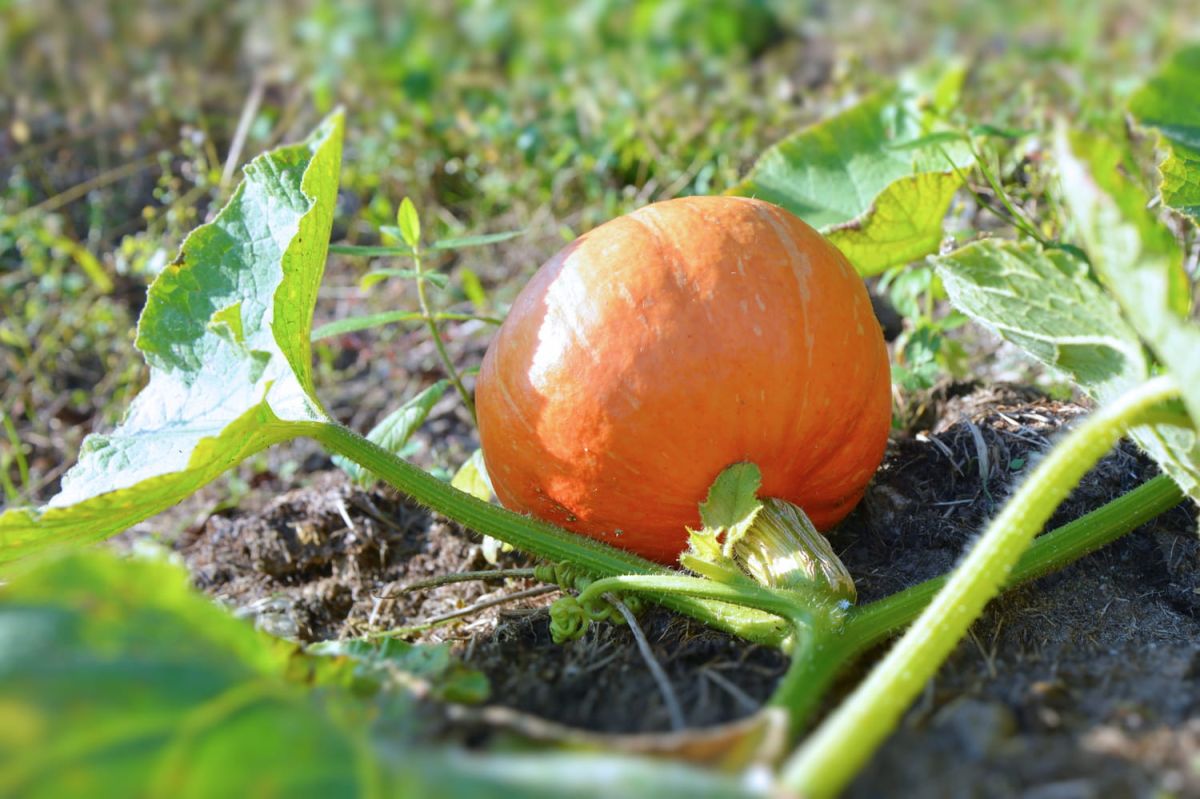 Récolte en octobre