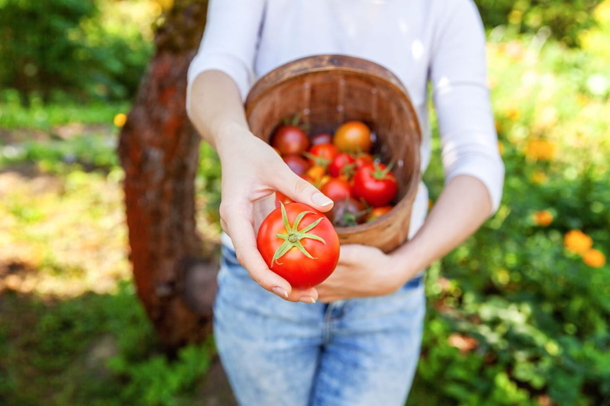 À la découverte des variétés de tomates incontournables à planter