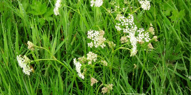 Redécouverte de la noisette de terre, un trésor caché de nos potagers