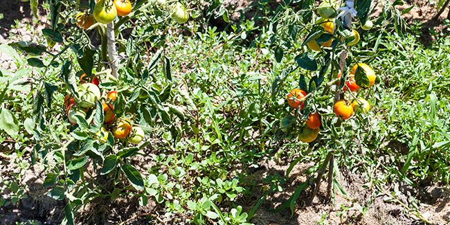 Redécouvrez le jardinage avec la contre-plantation et le chevauchement