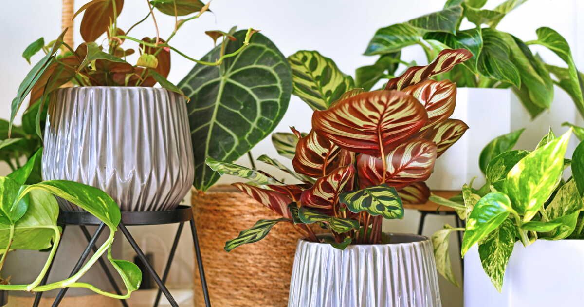 La méthode d'arrosage qui transforme vos plantes en véritables alliées