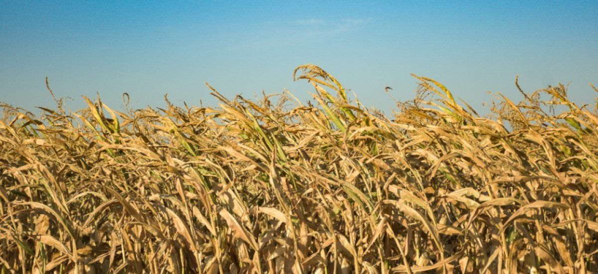 La France face à une canicule : entre sécheresse et restrictions d'eau