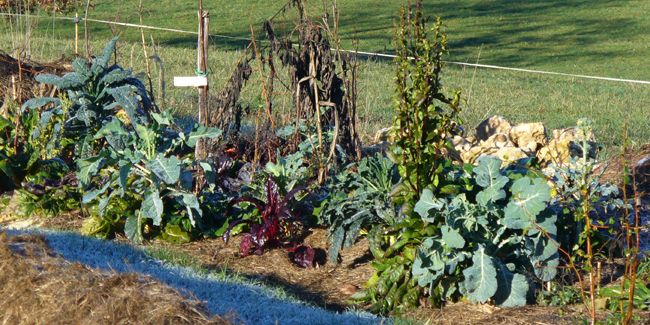 Cultivez votre jardin potager avec la permaculture : un guide pratique