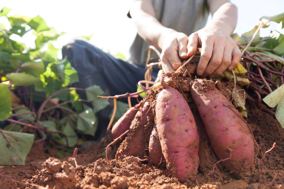 Les astuces des jardiniers pour cultiver des patates douces et garantir une récolte abondante