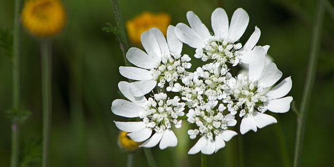 Caucalis à grandes fleurs : la beauté des jardins secs