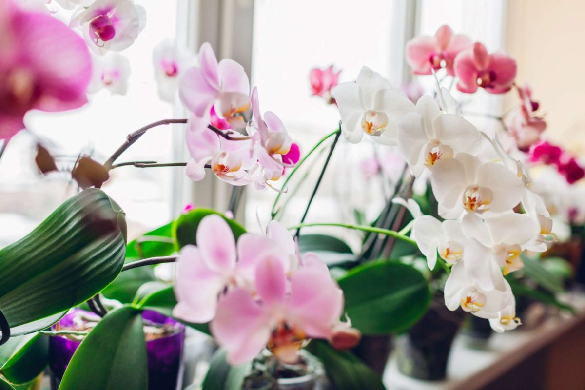 Transformez votre expérience avec les orchidées : comment les faire fleurir plus souvent