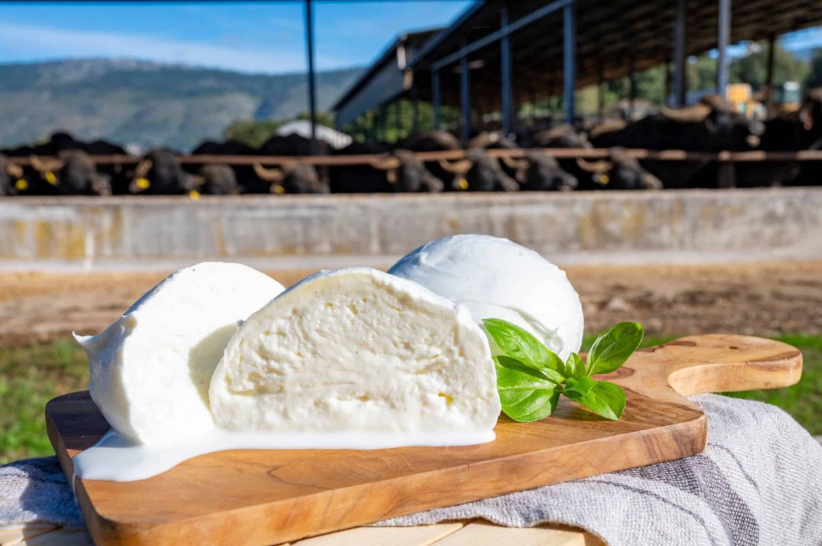 Réutilisez l'eau de mozzarella : des bénéfices insoupçonnés pour votre jardin
