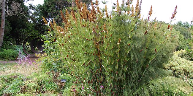 Prêle restio (Elegia capensis), une élégante légèreté