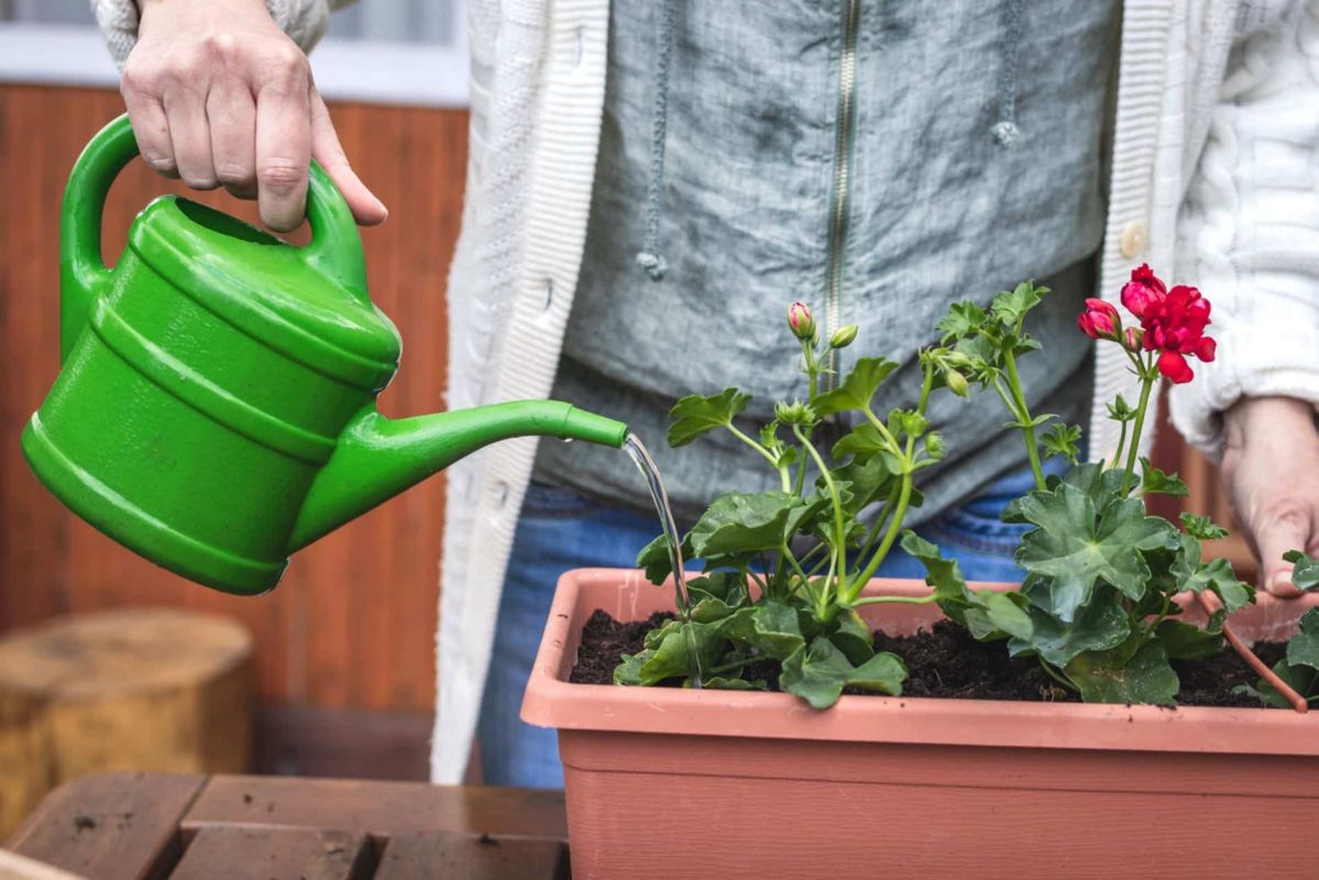 Adapter l'arrosage de vos géraniums aux saisons pour une floraison réussie