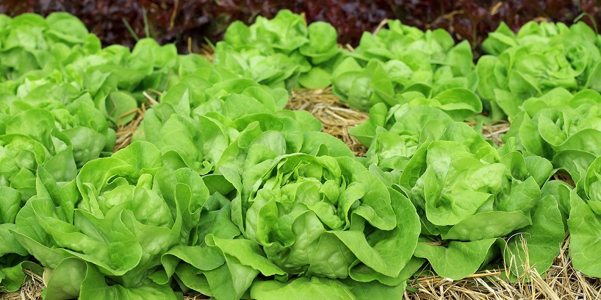 découvrez les légumes les plus faciles à cultiver pour les novices du jardinage
