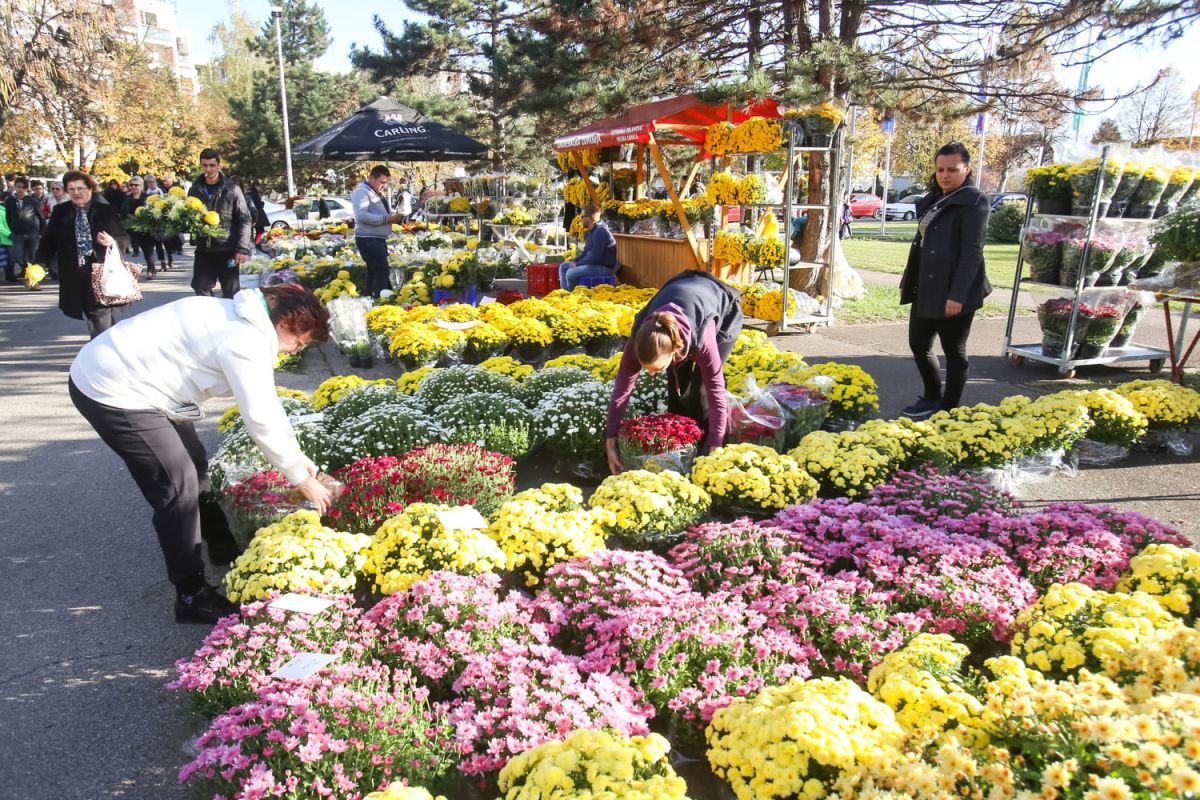 adieu chrysanthèmes : adoptez cette plante automnale plus résistante