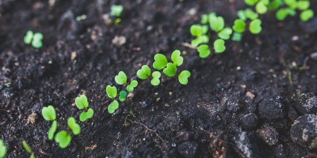 Le guide complet du calendrier de semis au potager