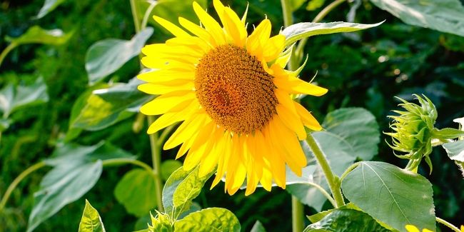 Les joyaux jaunes du jardin : découvrez les plus belles fleurs